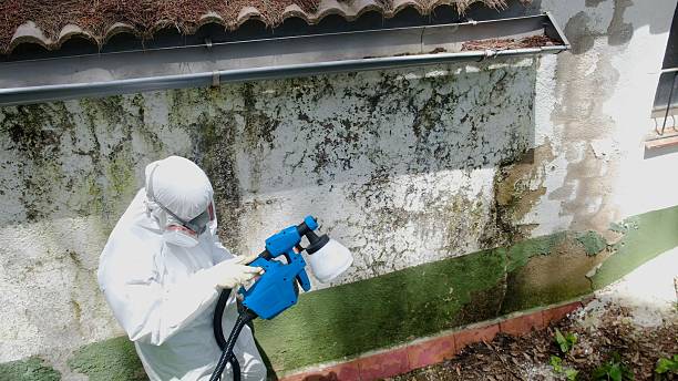 Top rated local Mold Removal specialists in Atlanta, IL